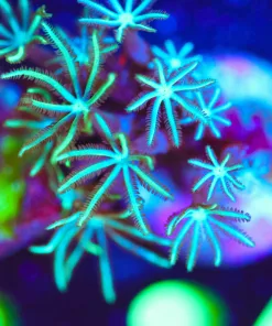 Wysiwyg Pipe Organ Frag [F84]