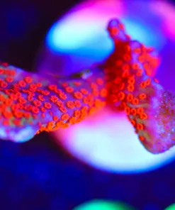 Wysiwyg Red Digtata Frag  [F89]