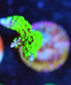 Wysiwyg Branching Monitpora Frag [F90]