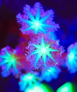 Wysiwyg Large Clove Coral Frag [F91]