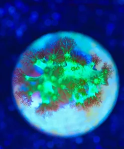 Wysiwyg  Small DR Fuzzy Nepthea Coral Frag [F96]