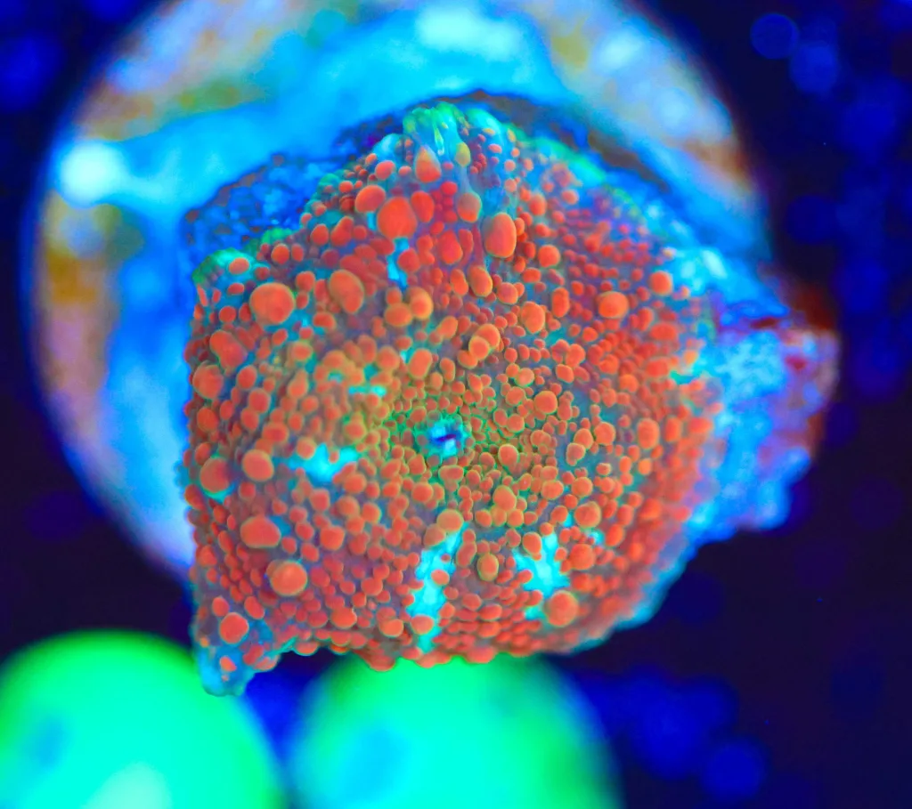 Frag Box Corals
