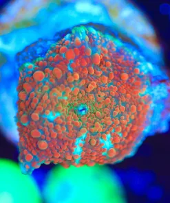 Wysiwyg Mushroom  Frag [F99]