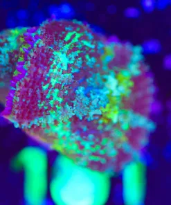 Wysiwyg 2x Persian Rug Mushroom  Frag [F101]