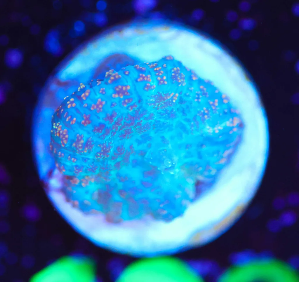 Frag Box Corals