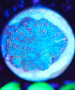 Wysiwyg Mushroom Frag [F102]