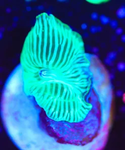 Wysiwyg Mushroom  Frag [F103]