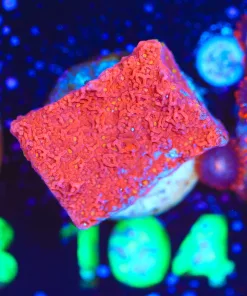 Wysiwyg Montipora Frag [F104]