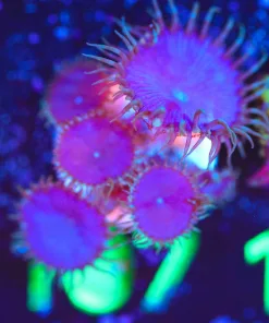 Wysiwyg Purple Death Zoa Frag [F107]