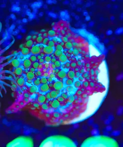 Wysiwyg Purple Anthrax Bubbly Mushroom Coral Frag [F108]