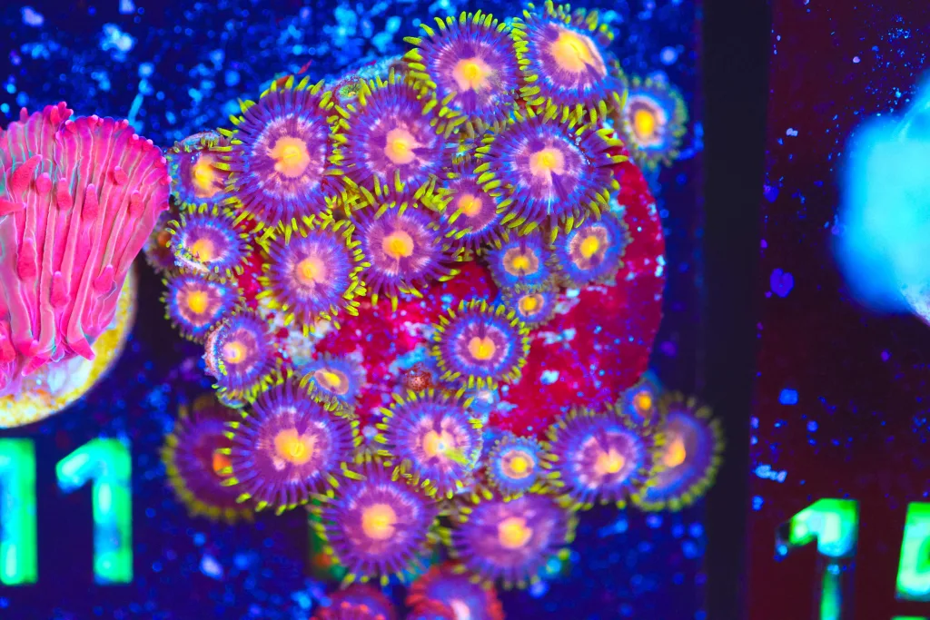 Frag Box Corals