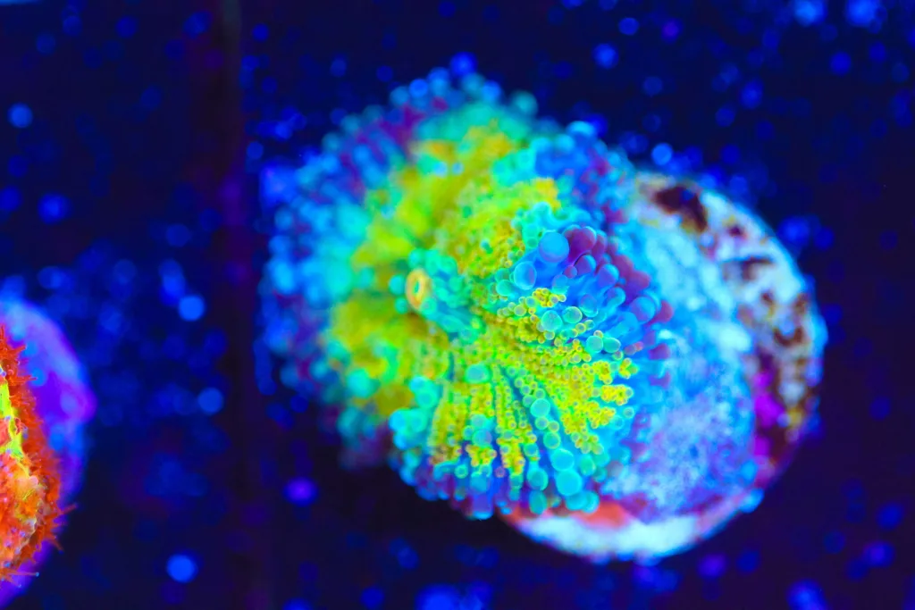 Frag Box Corals