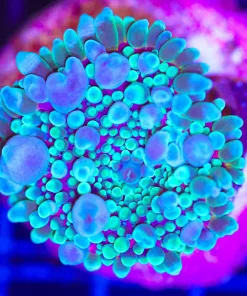 Wysiwyg Bounce Yuma Mushroom Coral