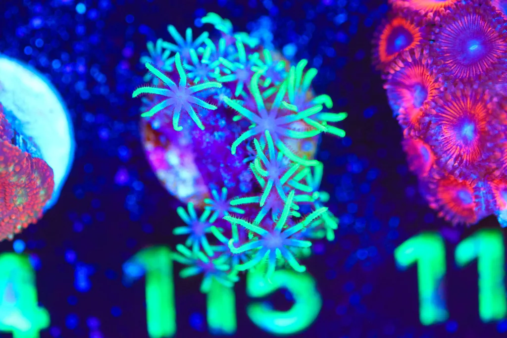Frag Box Corals