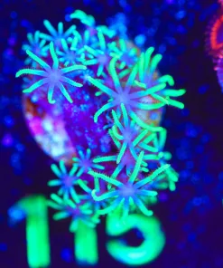 Wysiwyg GSP Frag [F115]