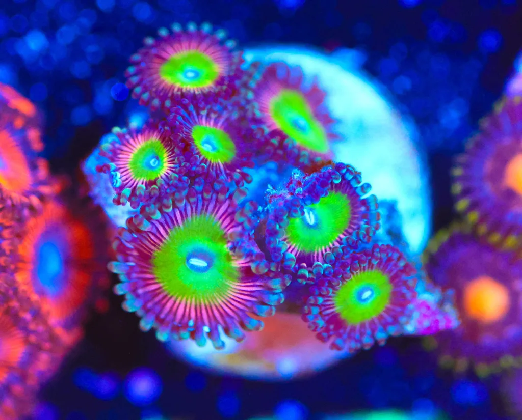 Frag Box Corals