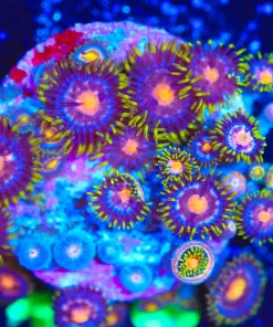 Wysiwyg Large Zoanthid Frag [F118]