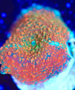 Wysiwyg Tequila Sunrise Mushroom Frag  [F120]