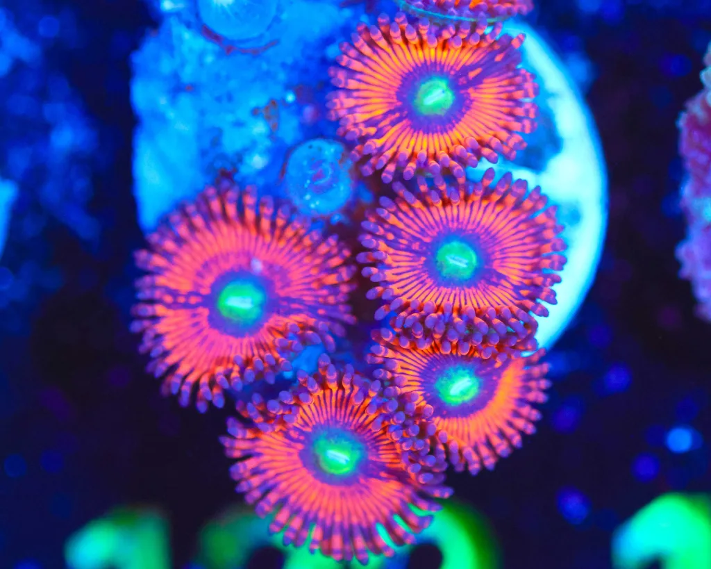 Frag Box Corals