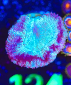 Wysiwyg Acan Coral Frag [F124]