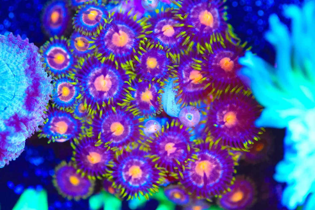 Frag Box Corals