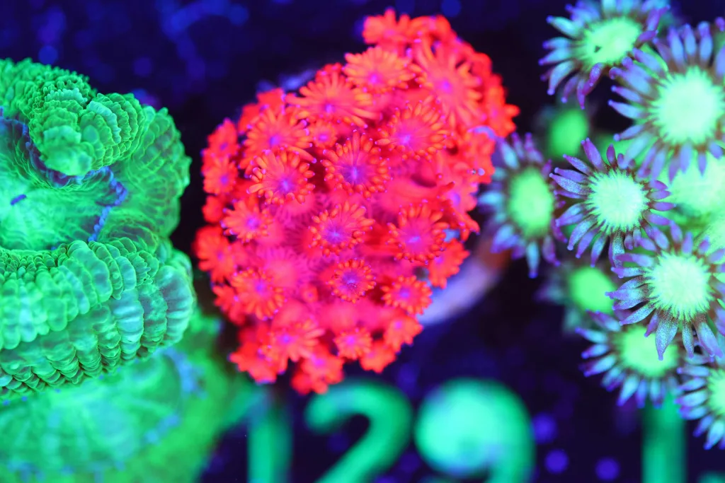 Frag Box Corals