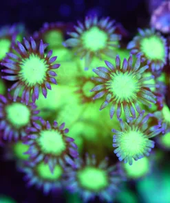 Wysiwyg Glowing Flowerpot Coral Frag [F130]