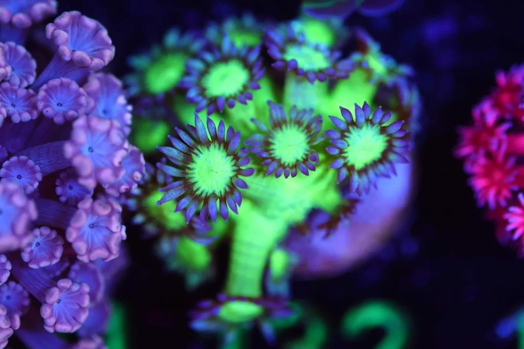 Frag Box Corals