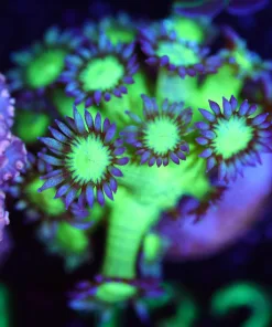 Wysiwyg Glowing Flowerpot Coral Frag  [F132]
