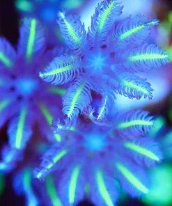 Yellow Palm Clove Polyp (Row #31)