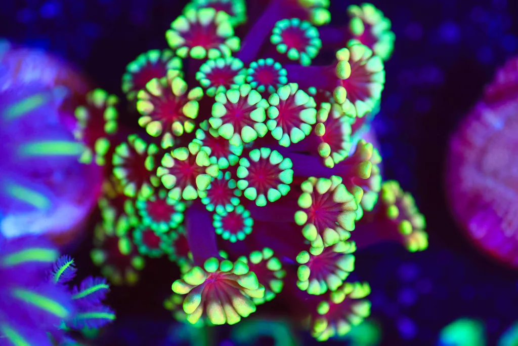 Frag Box Corals