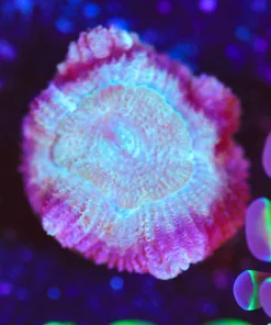 Wysiwyg Acan Frag  [F138]