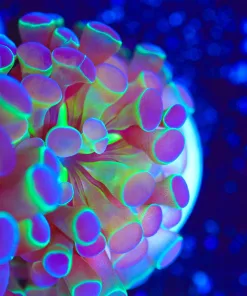 Wysiwyg Crazy hammer deal [F140] Online only deal * Minimum $199 spend - max 1 per order sorry NO Exceptions!*