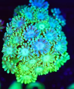 Wysiwyg  Lime Flowerpot Coral Frag [F142]