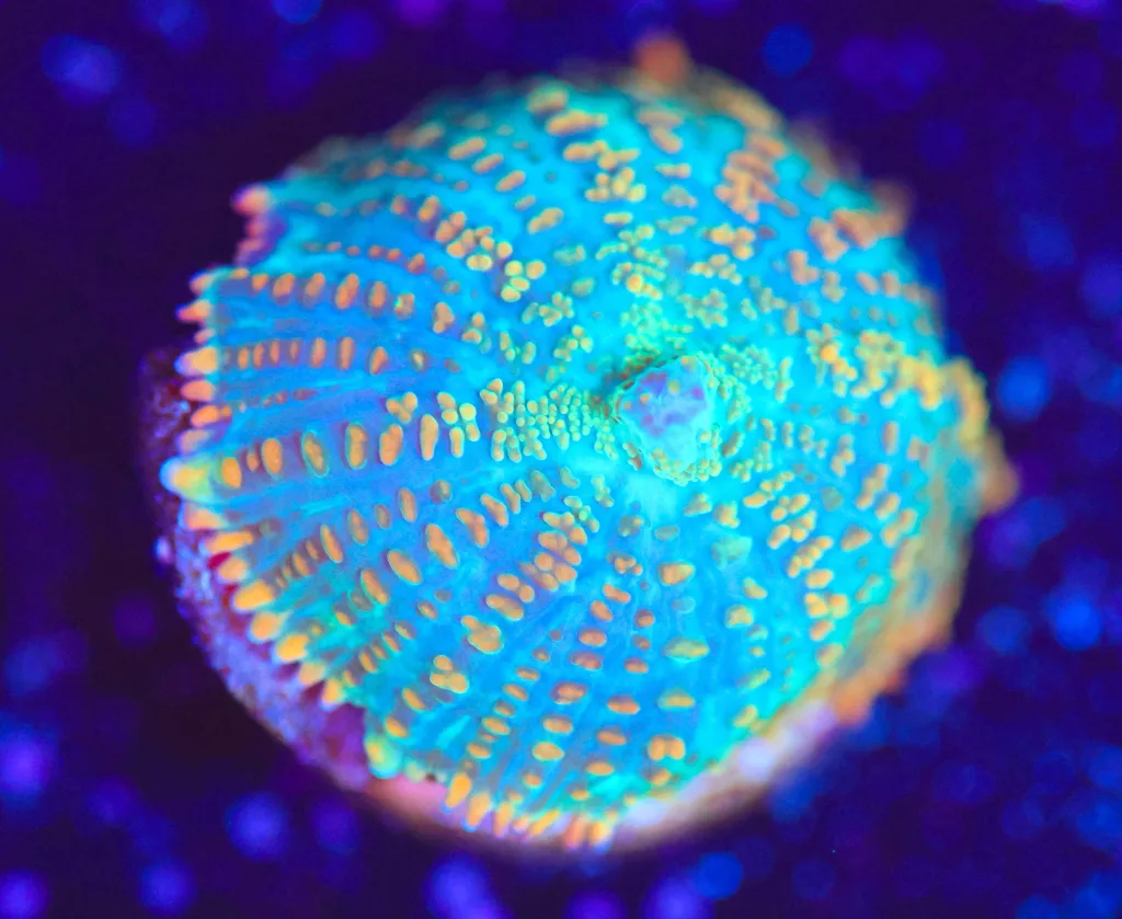 Frag Box Corals