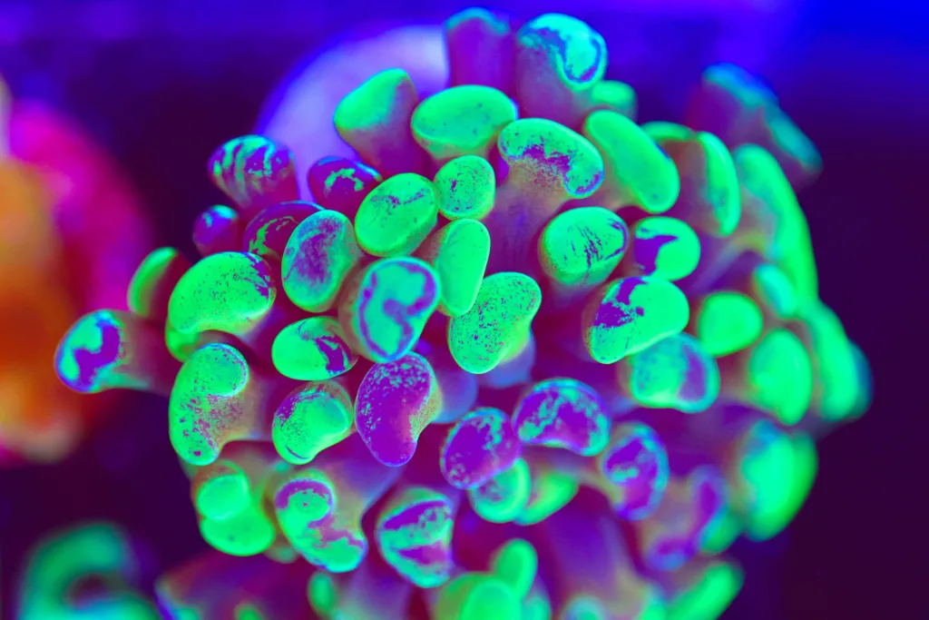 Frag Box Corals