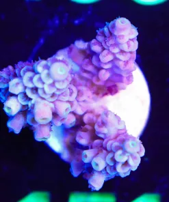 Wysiwyg Acropora Frag  [F151]