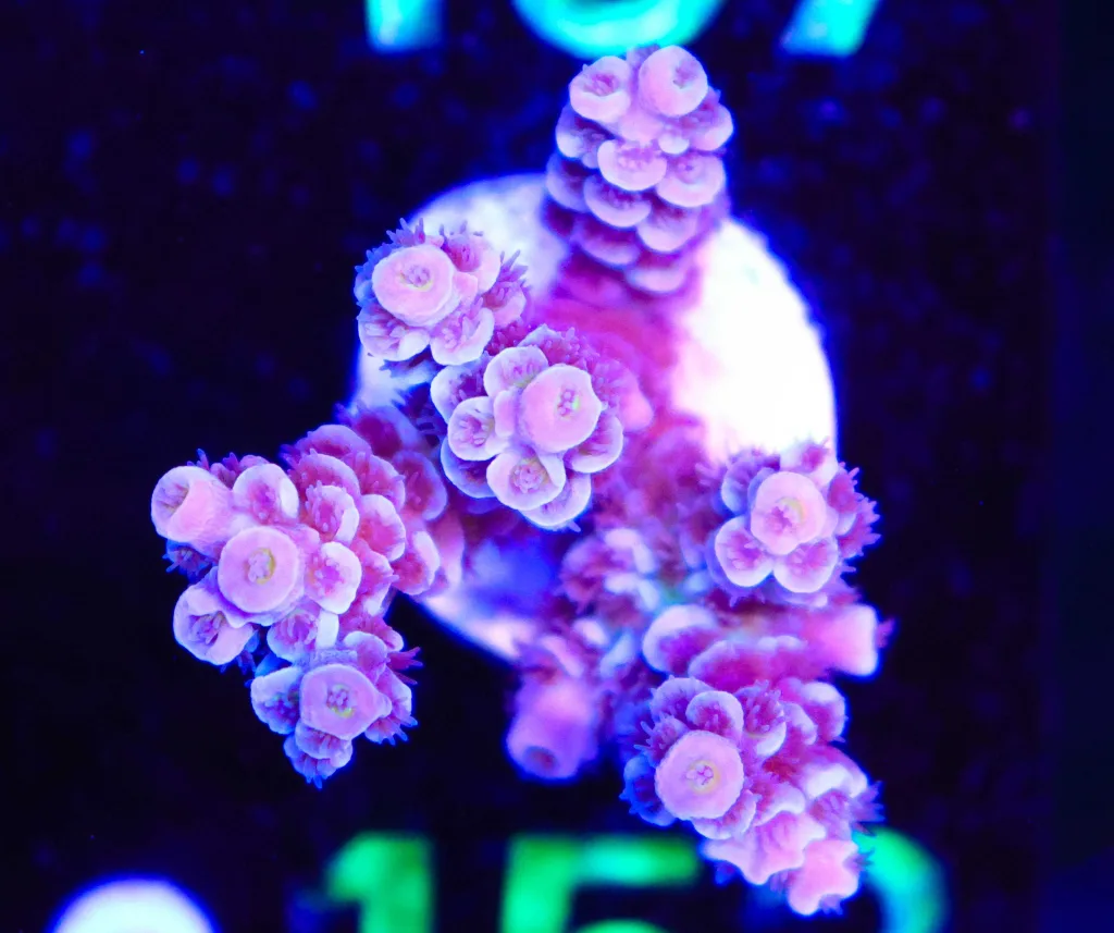 Frag Box Corals