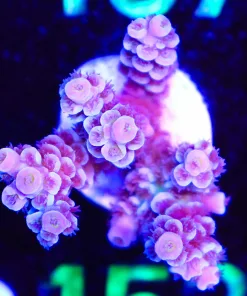 Wysiwyg Acropora Frag  [F152]