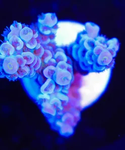 Wysiwyg Acropora Frag [F153]