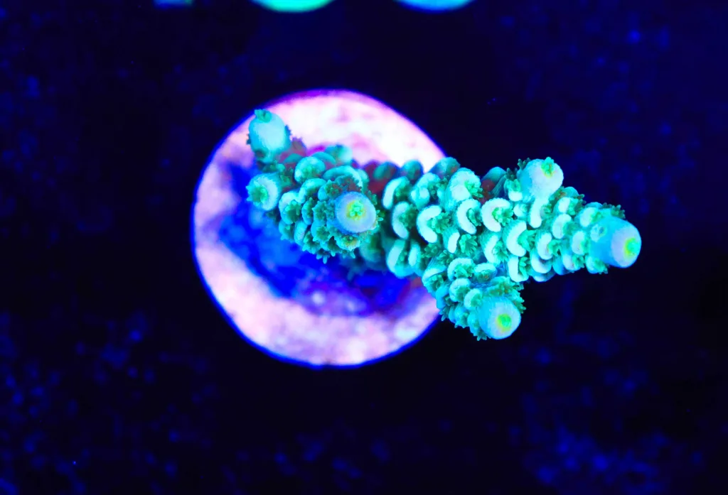 Frag Box Corals