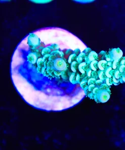 Wysiwyg Acropora Frag  [F154]