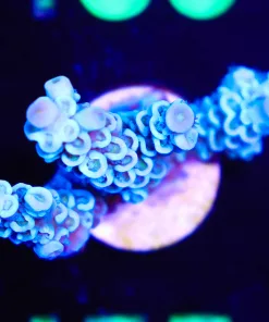 Wysiwyg  Acropora Frag [F155]