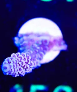 Wysiwyg Acropora Frag [F156]