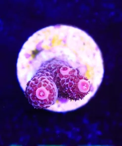 Wysiwyg Acropora Frag [F157]