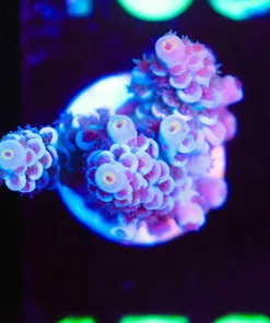 Wysiwyg Acropora Frag  [F158]