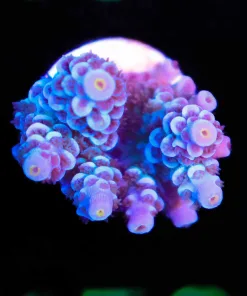 Wysiwyg Acropora Tenuis Frag [F159]