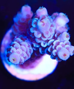 Wysiwyg Acropora Frag [F161]