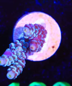 Wysiwyg Acropora Frag [F162]