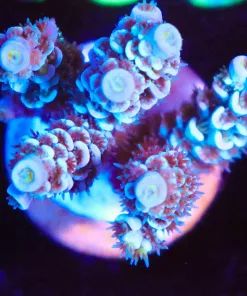 Wysiwyg Acropora Frag  [F163]